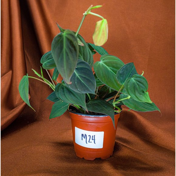Philodendron Micans 4" US Seller Potted RARE Philo - Picture 2 of 2